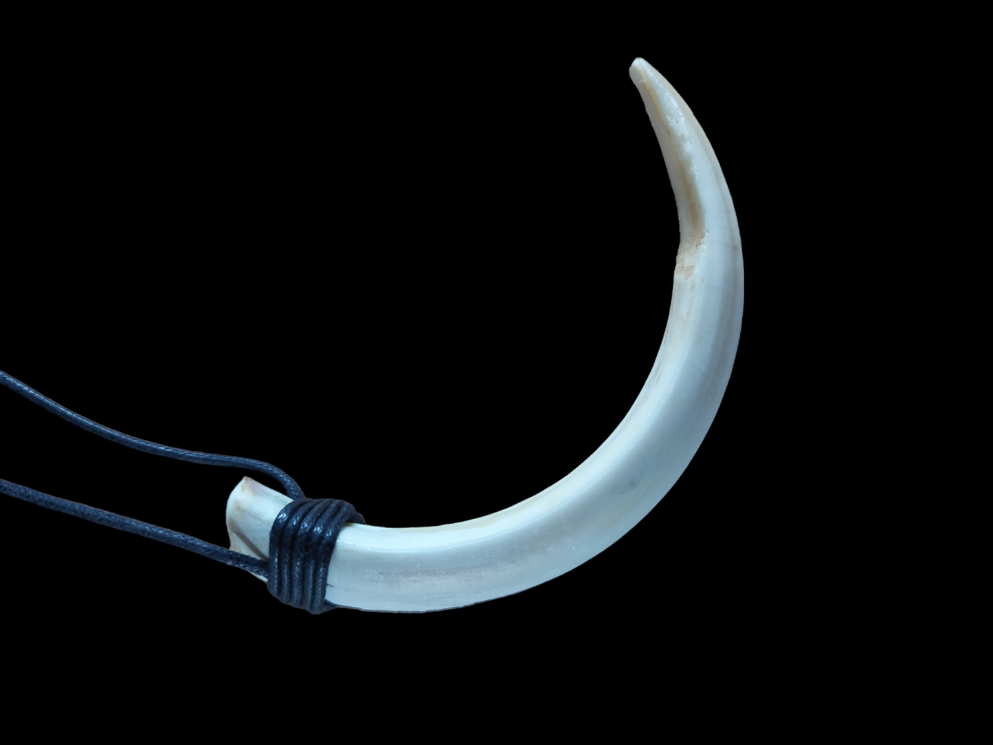 Wild boar tusk amulet necklace