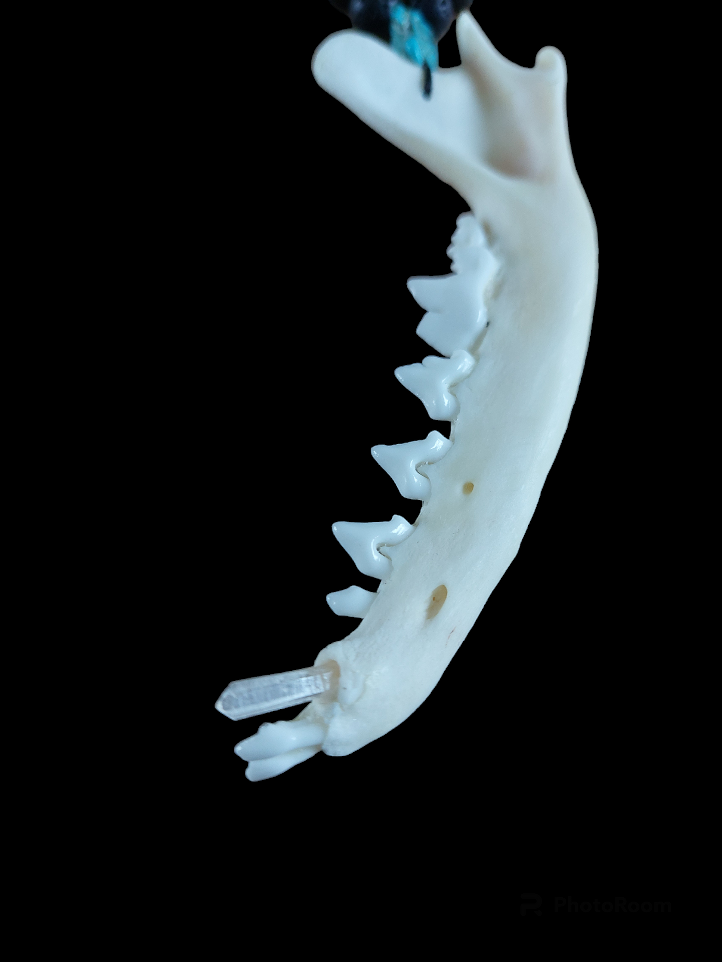 Fox jaw bone with crystal and lava stone amulet necklace