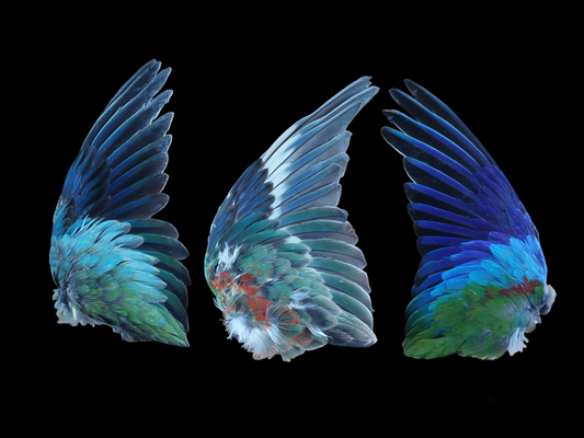 Parakeet single wings