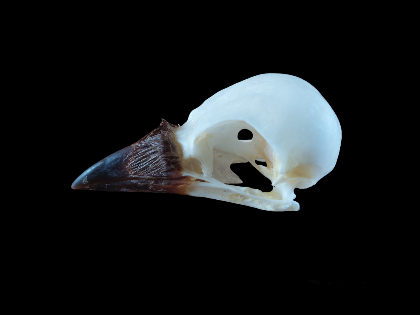 Jackdaw skull #3