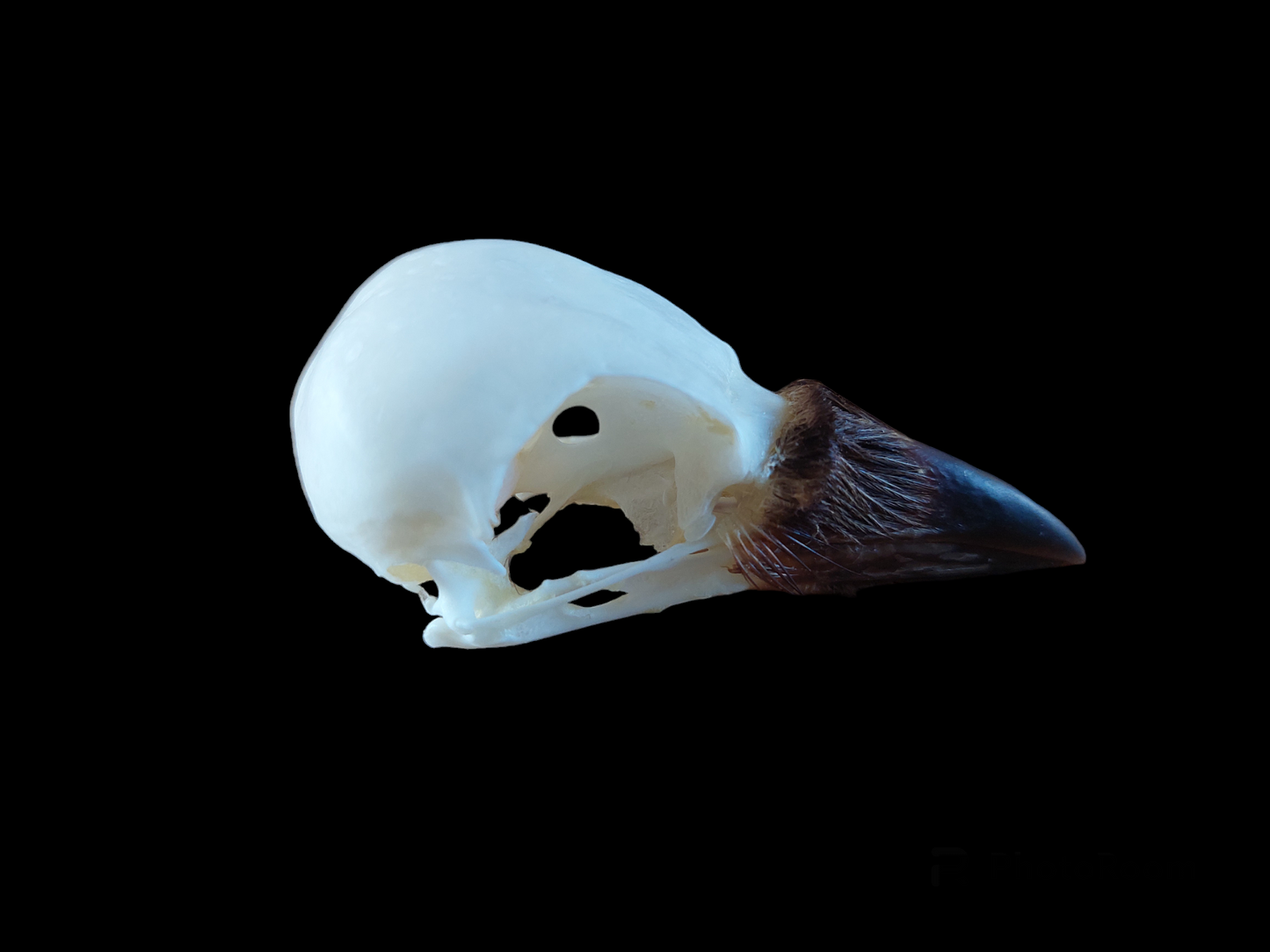 Jackdaw skull #3