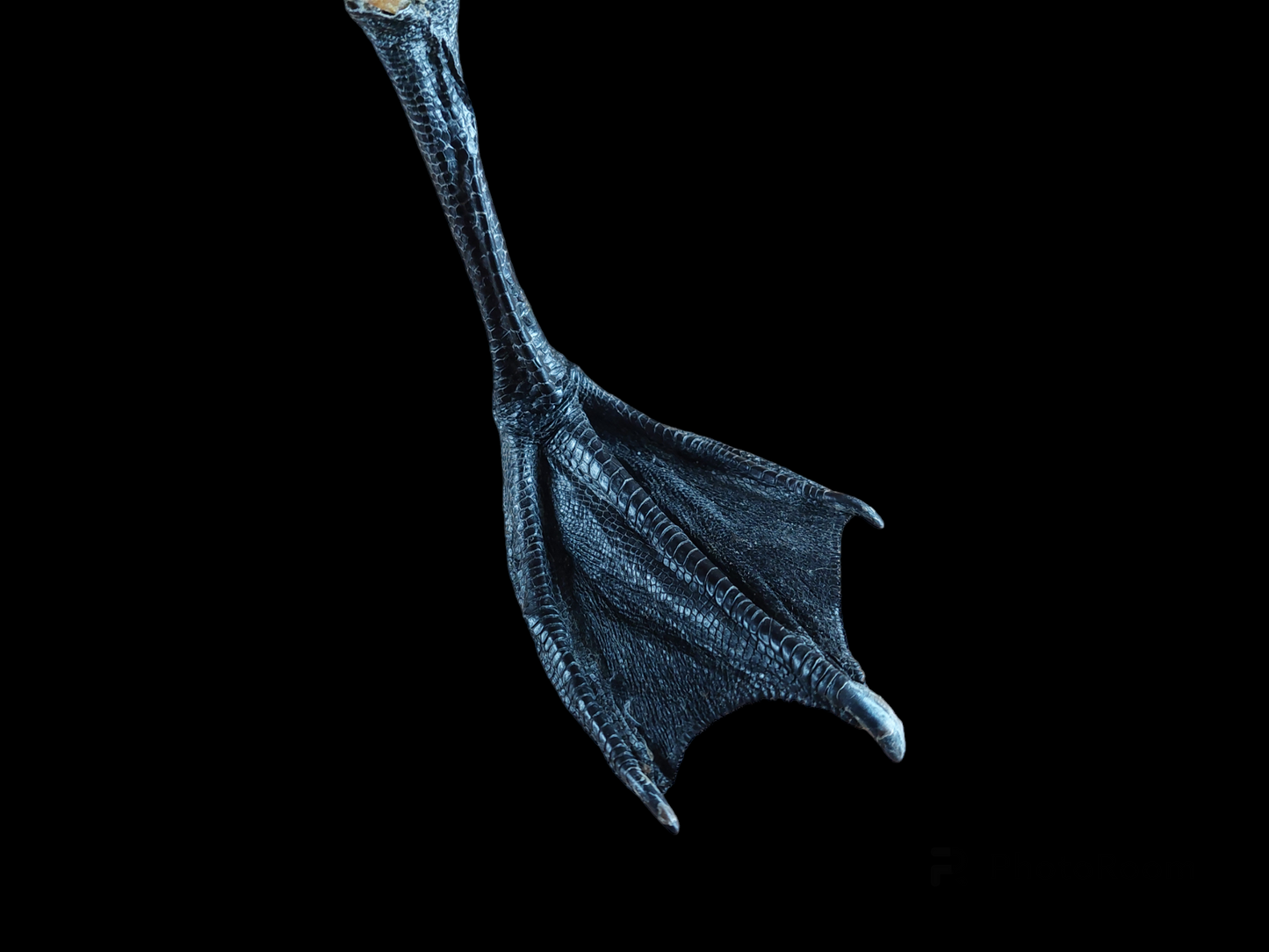 Barnacle goose foot #1