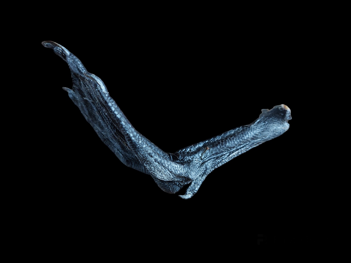 Barnacle goose foot #1