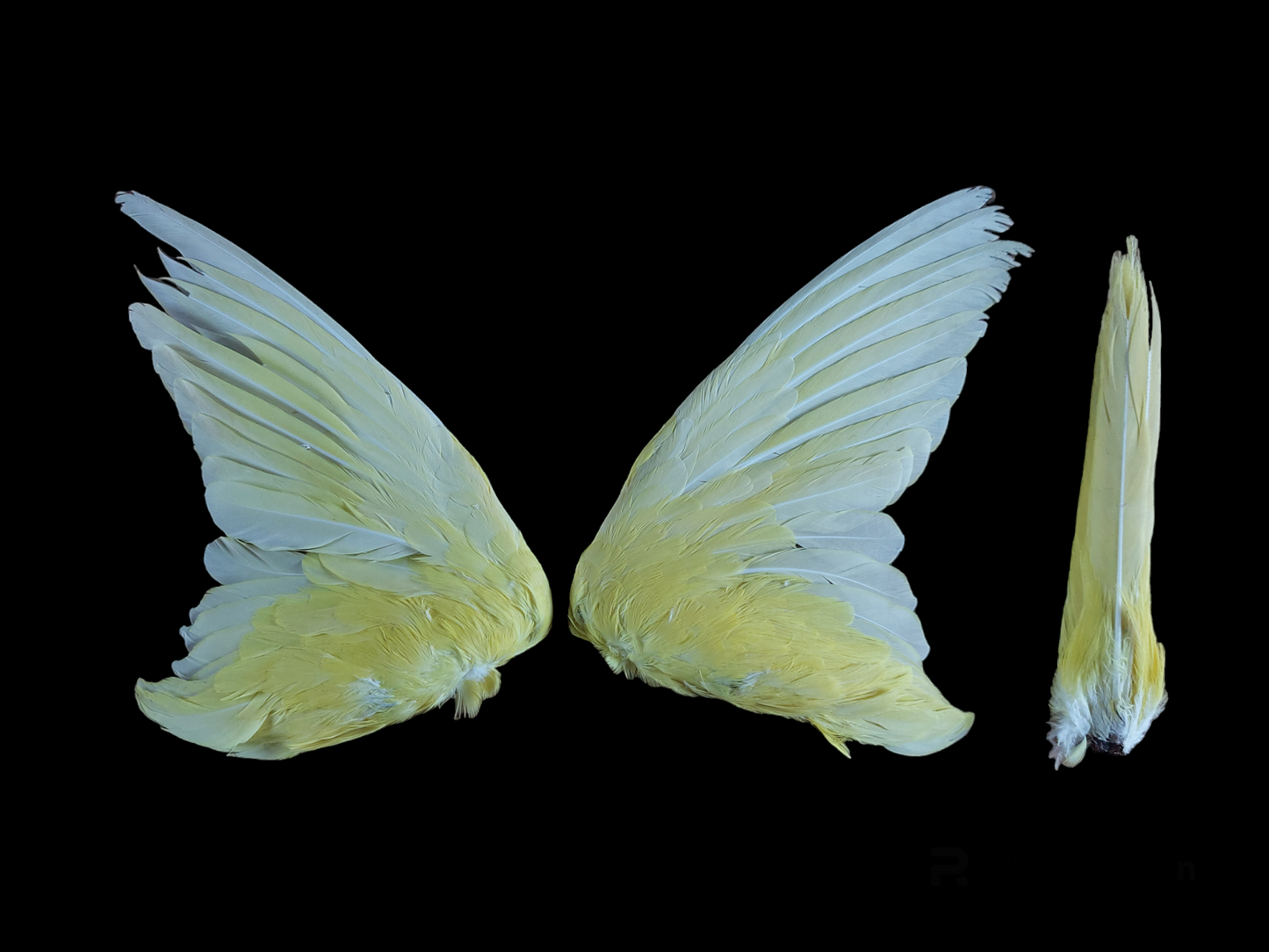 Red-rumped parrot set of wings, B-quality