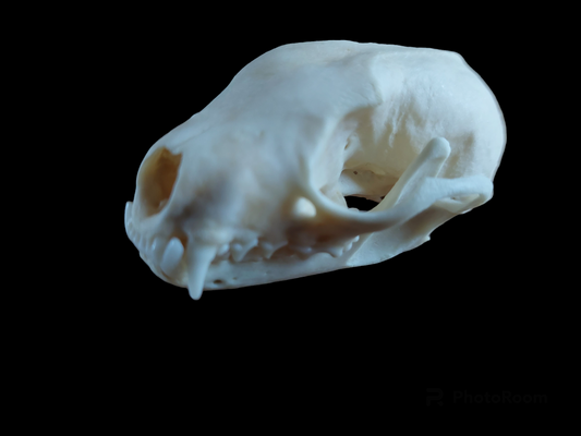 Stone marten skull