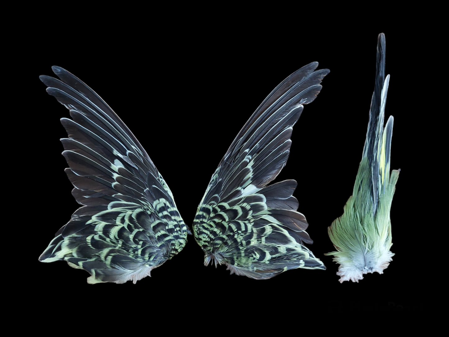 Parakeet set of wings and tail, B-quality