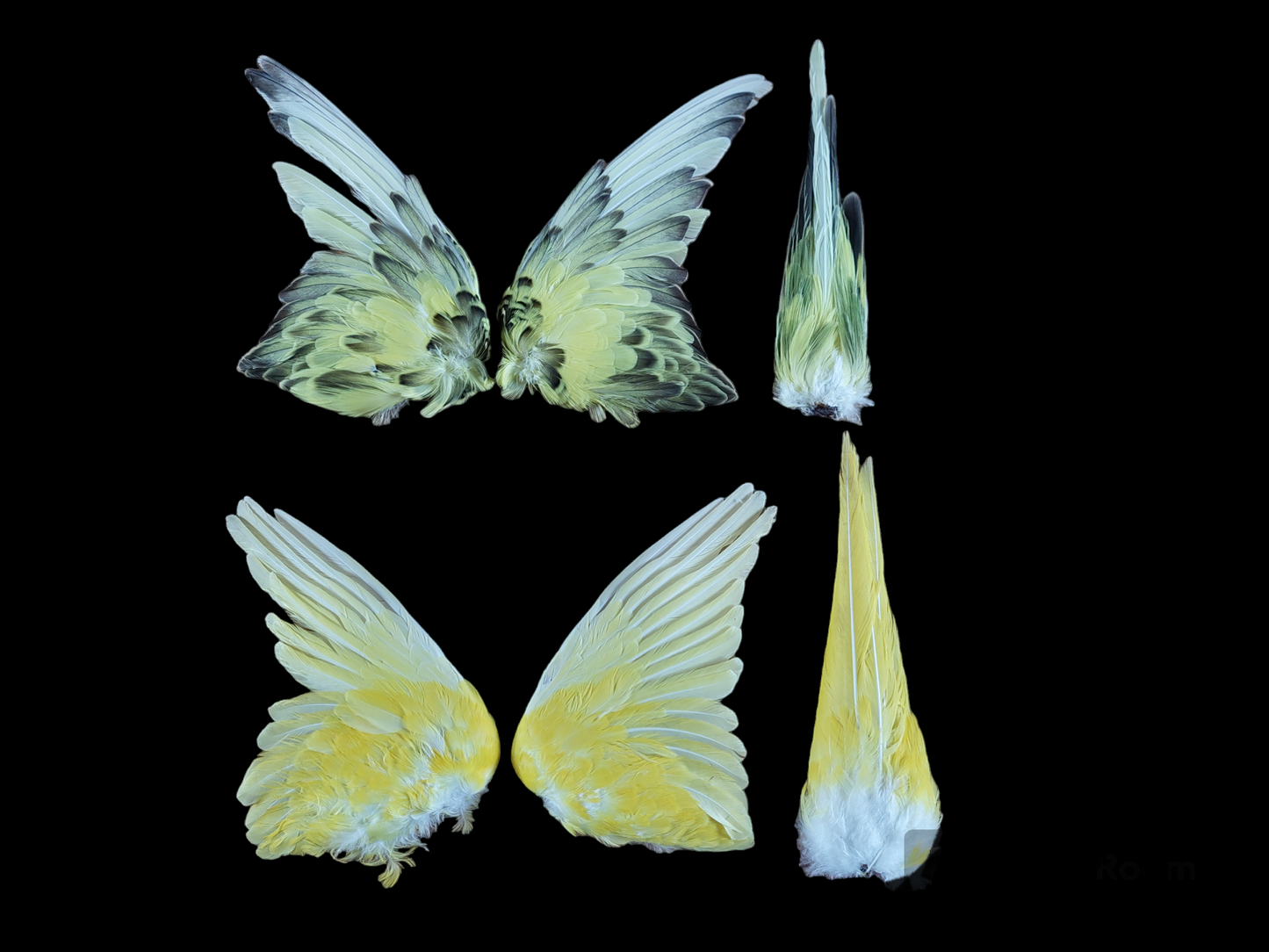 Parakeet set of wings and tail, B-quality