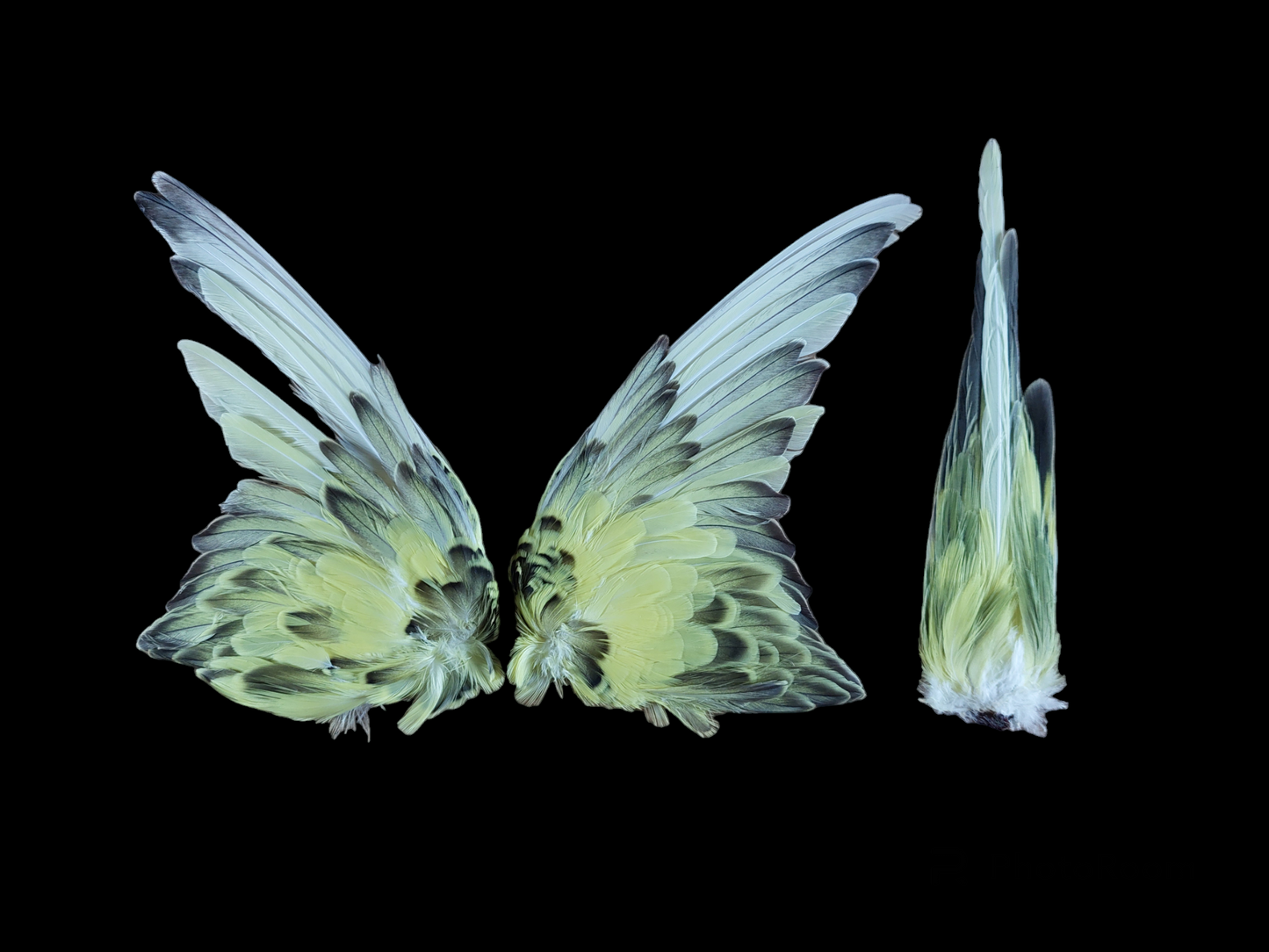 Parakeet set of wings and tail, B-quality