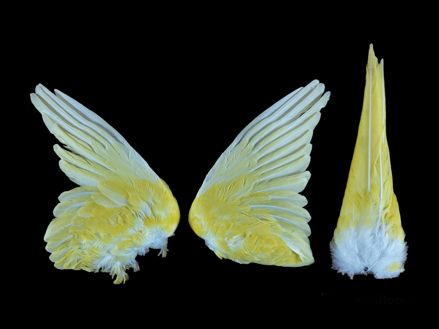 Parakeet set of wings and tail, B-quality