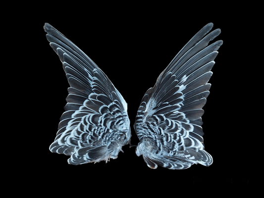 Parakeet set of wings