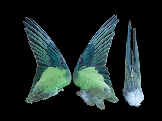 Pyrrhura set of wings and tail