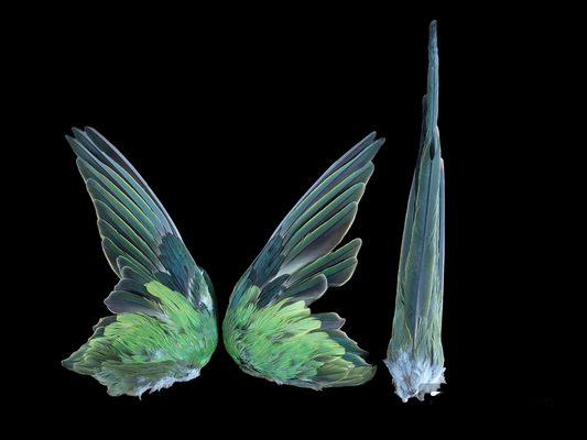 Pyrrhura set of wings and tail, B-quality