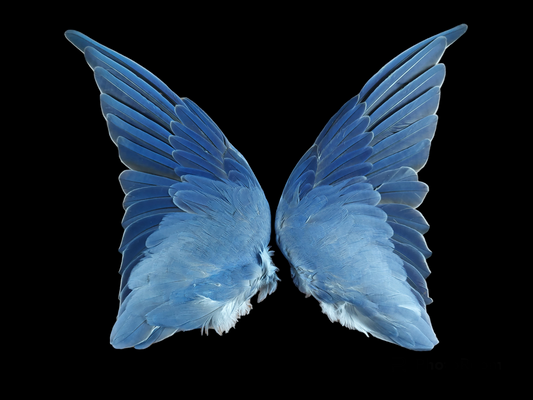 Rosella set of wings