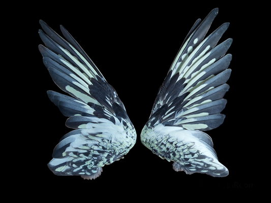 Cockatiel set of wings, B-quality