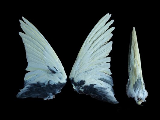 Cockatiel set of wings and tail, B-quality