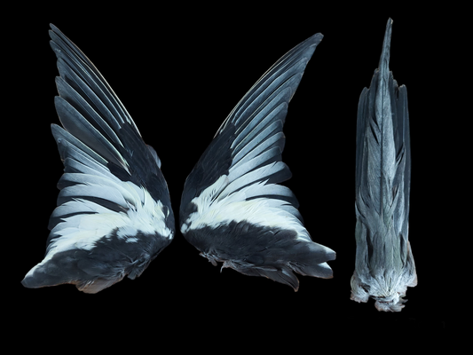 Cockatiel set of wings and tail