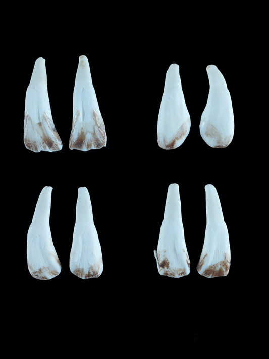 Cow incisor teeth, set of two