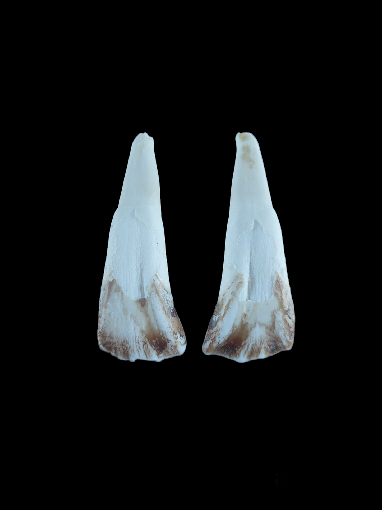 Cow incisor teeth, set of two