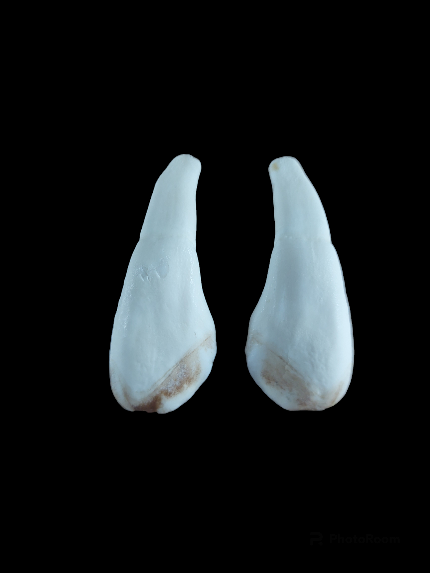 Cow incisor teeth, set of two