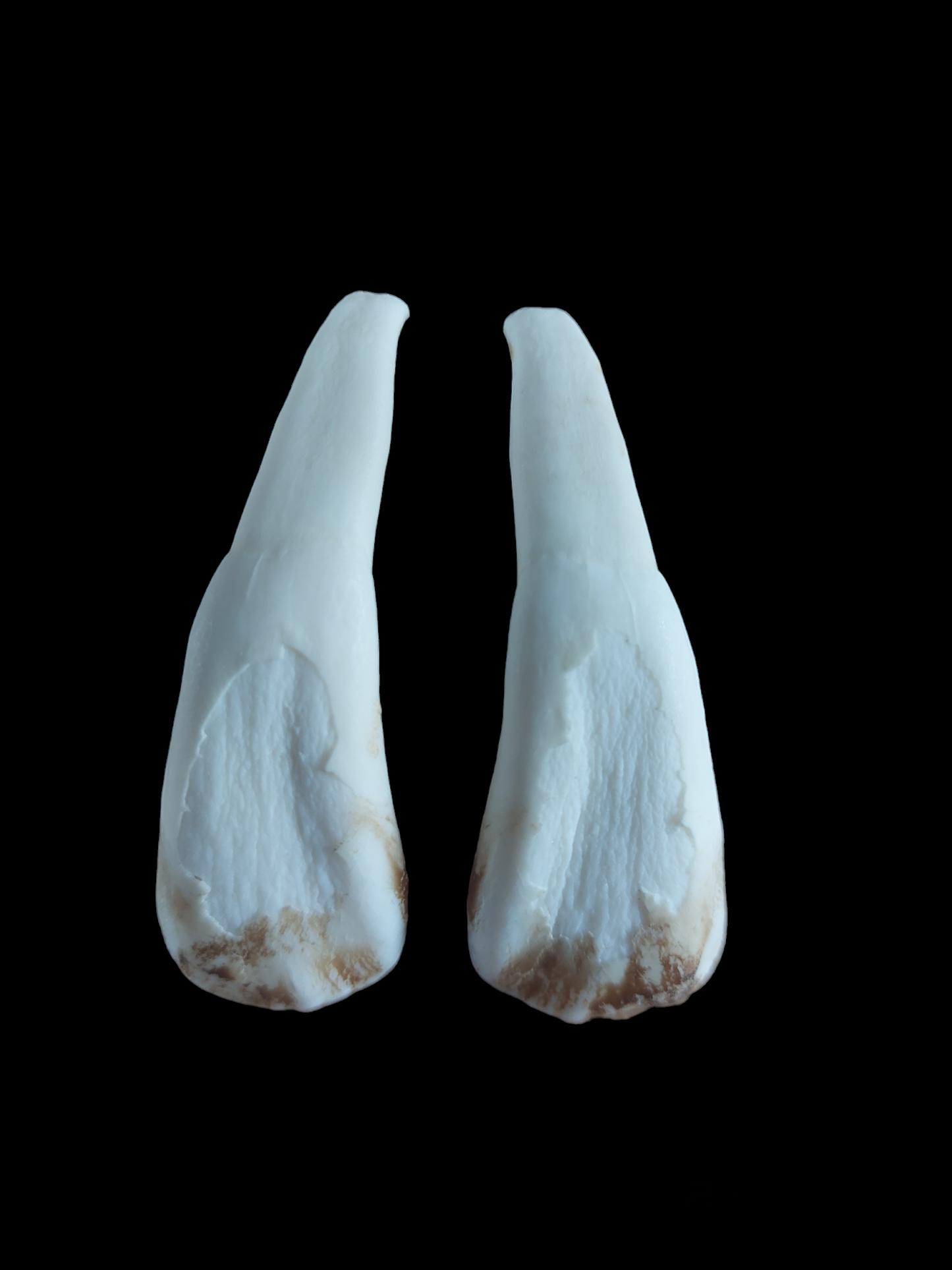 Cow incisor teeth, set of two