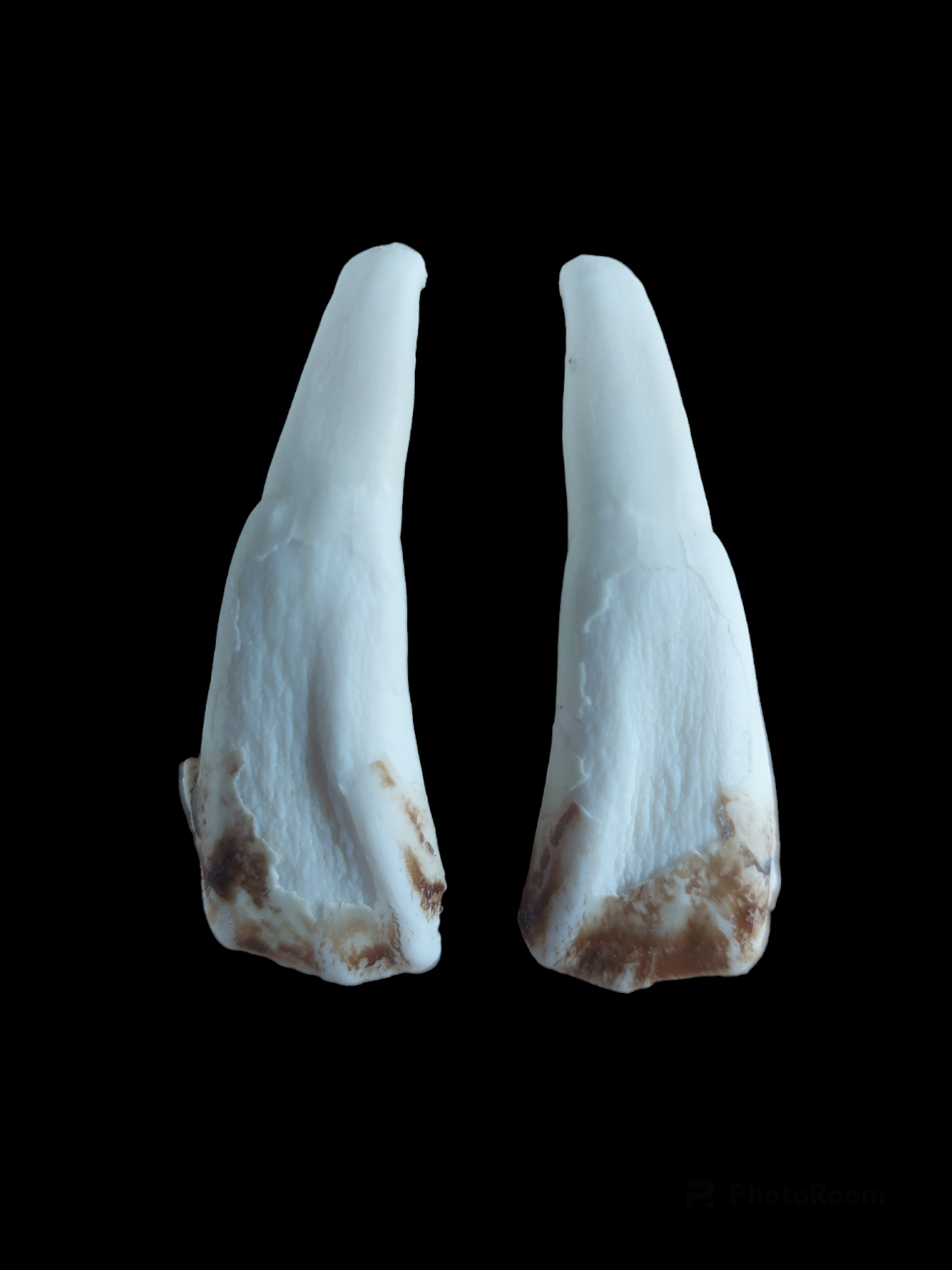Cow incisor teeth, set of two