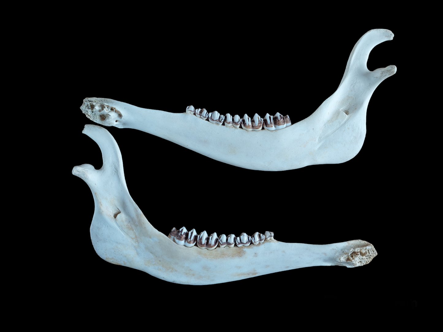 Red deer lower jaws, set of two, #2