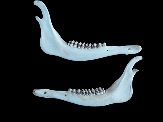 Red deer lower jaws, set of two, #2