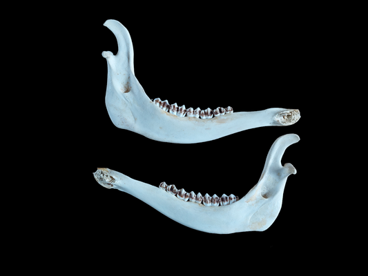 Red deer lower jaws, set of two, #3