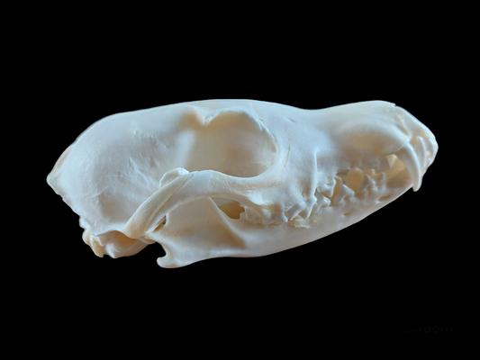 Fox skull #8, B-quality