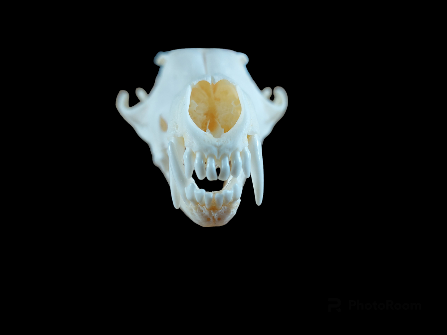 Fox skull #8, B-quality