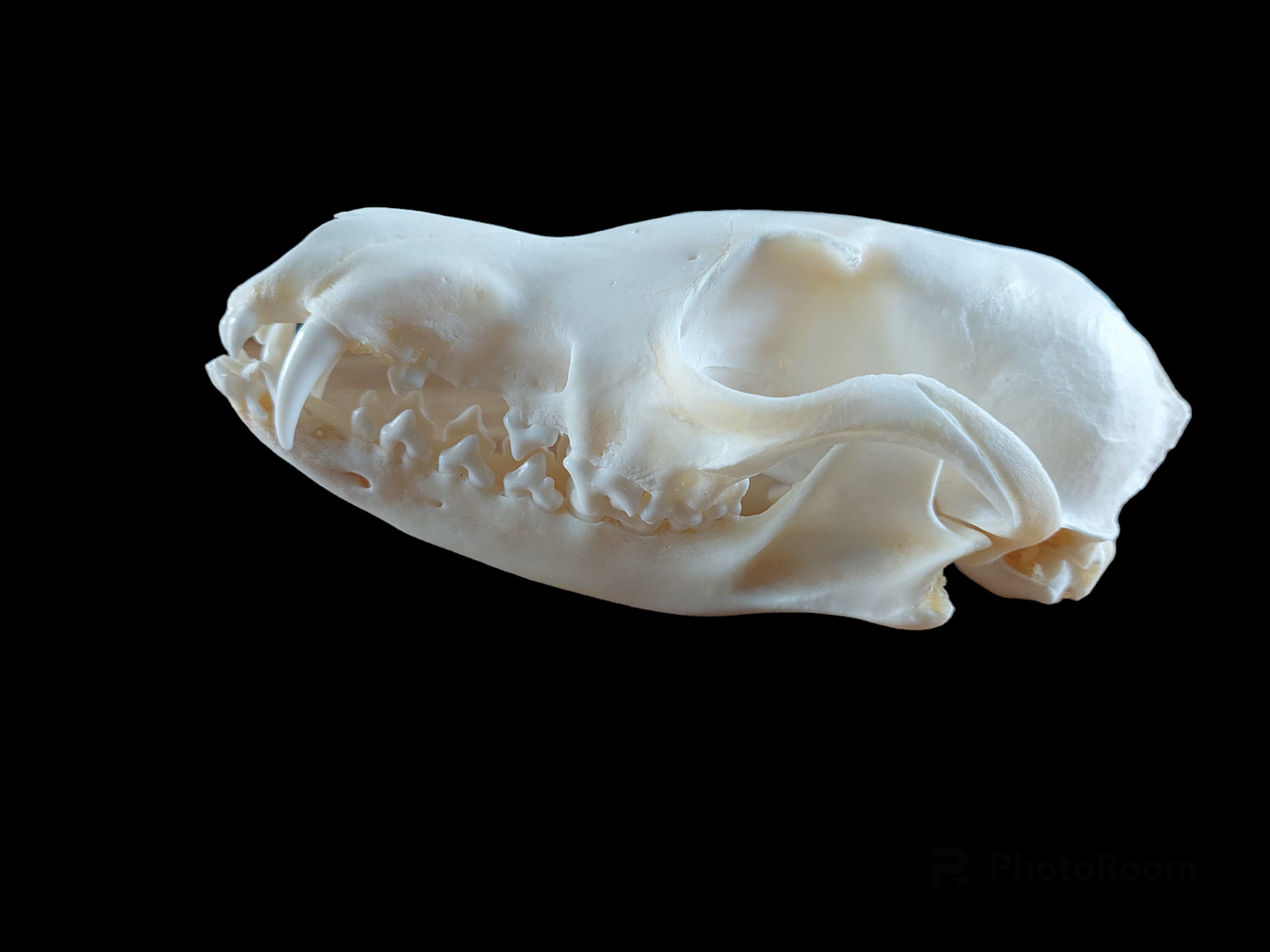 Fox skull #8, B-quality