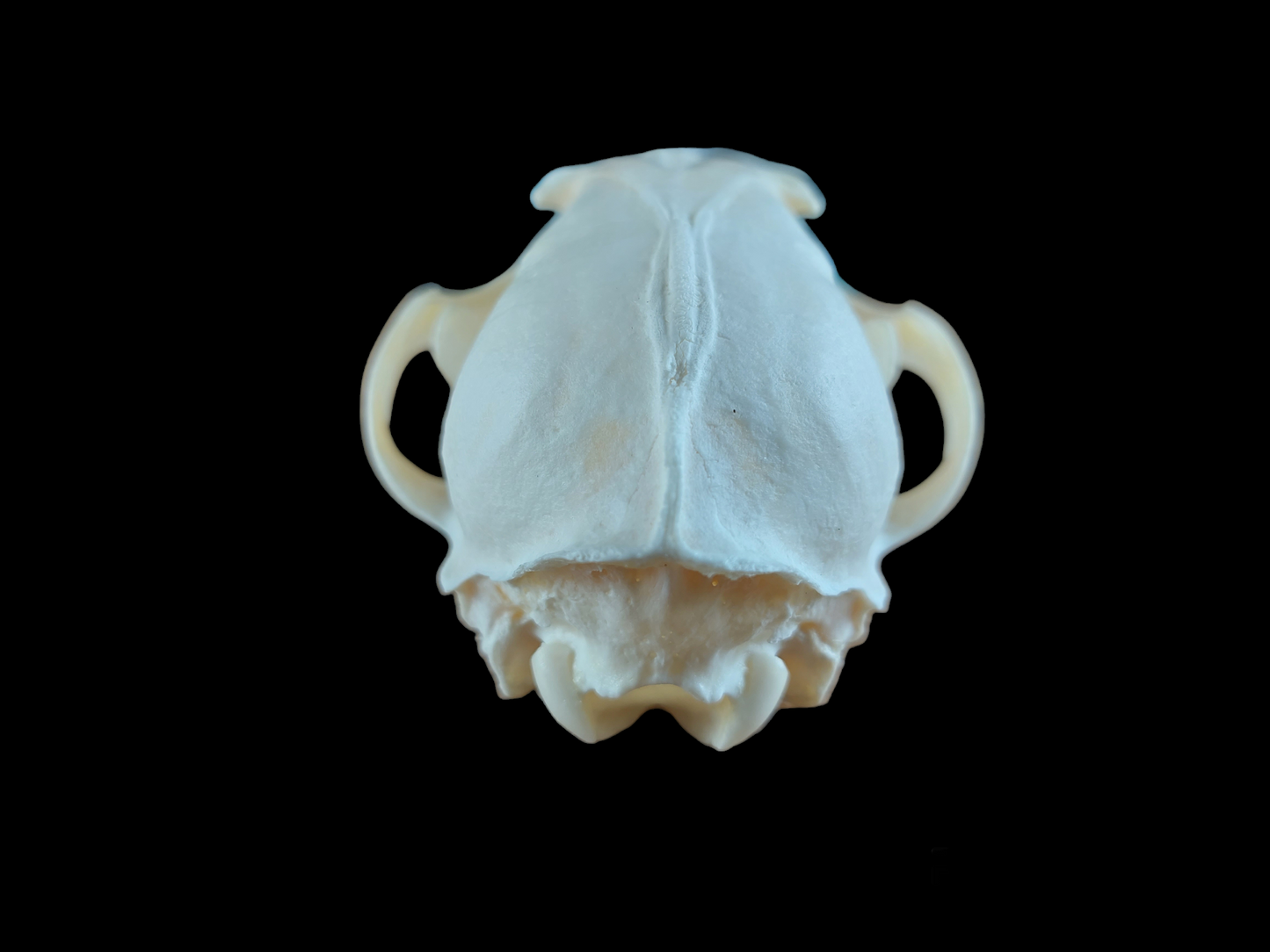 Fox skull #8, B-quality