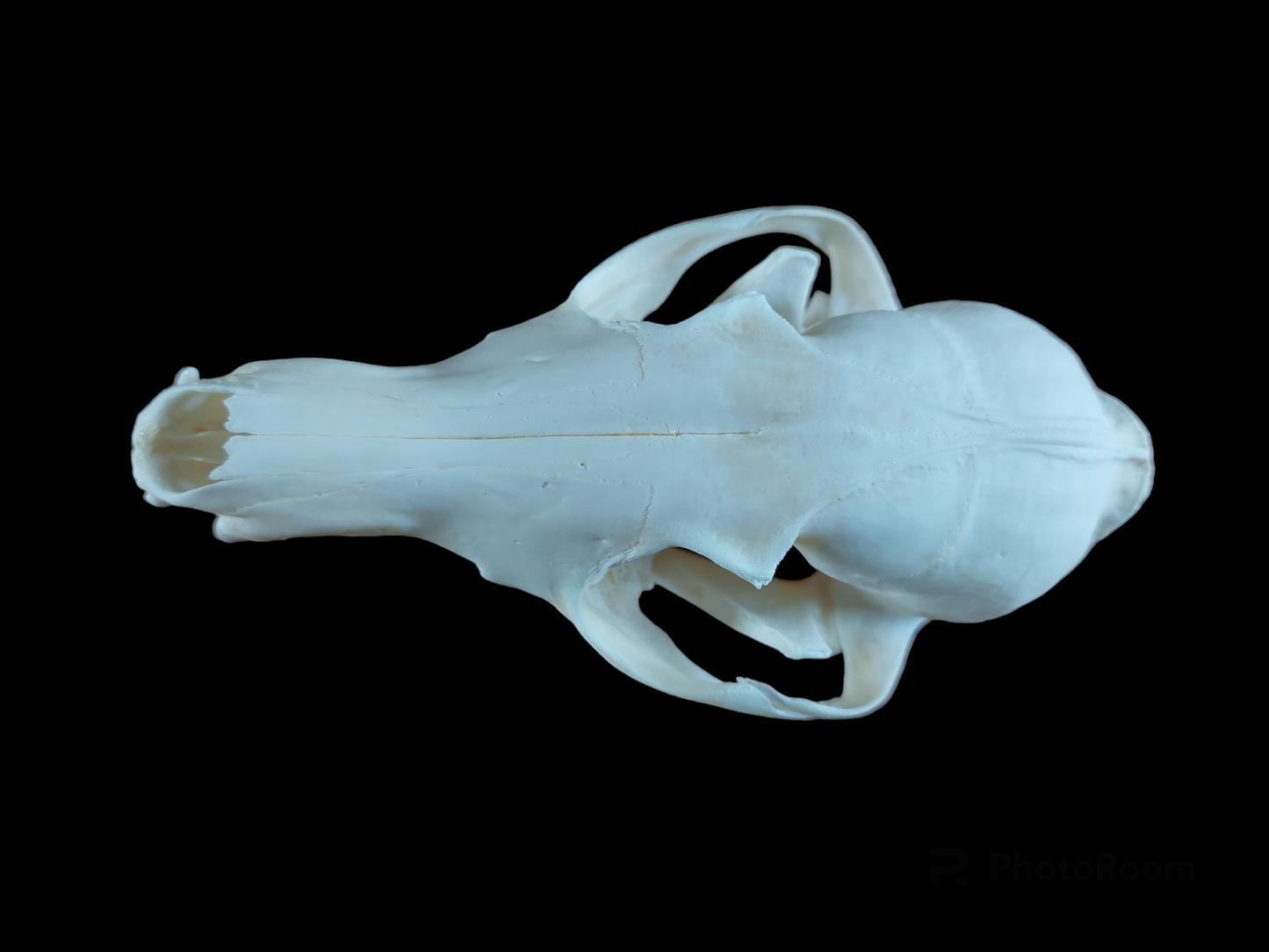 Fox skull #8, B-quality