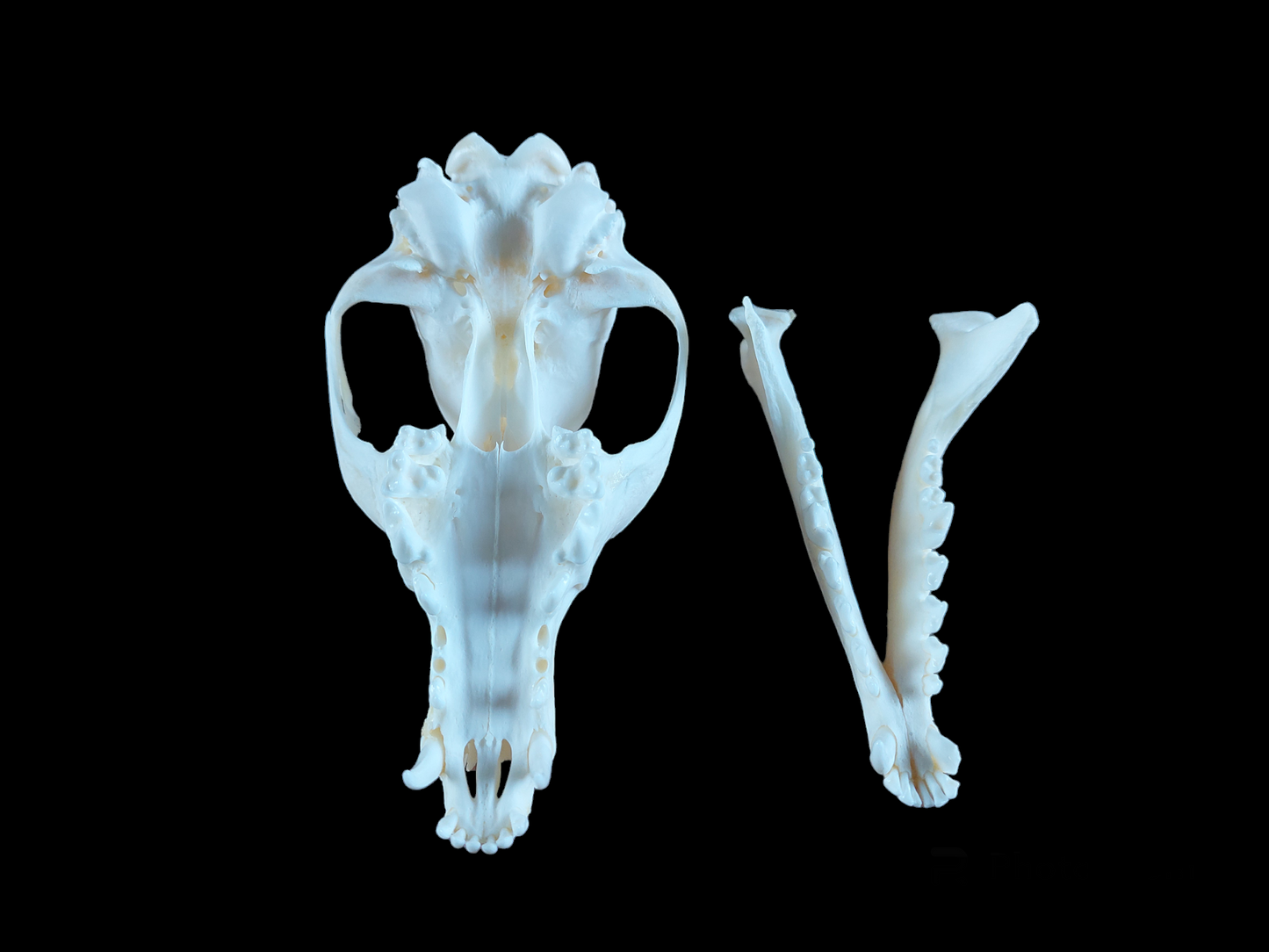 Fox skull #8, B-quality