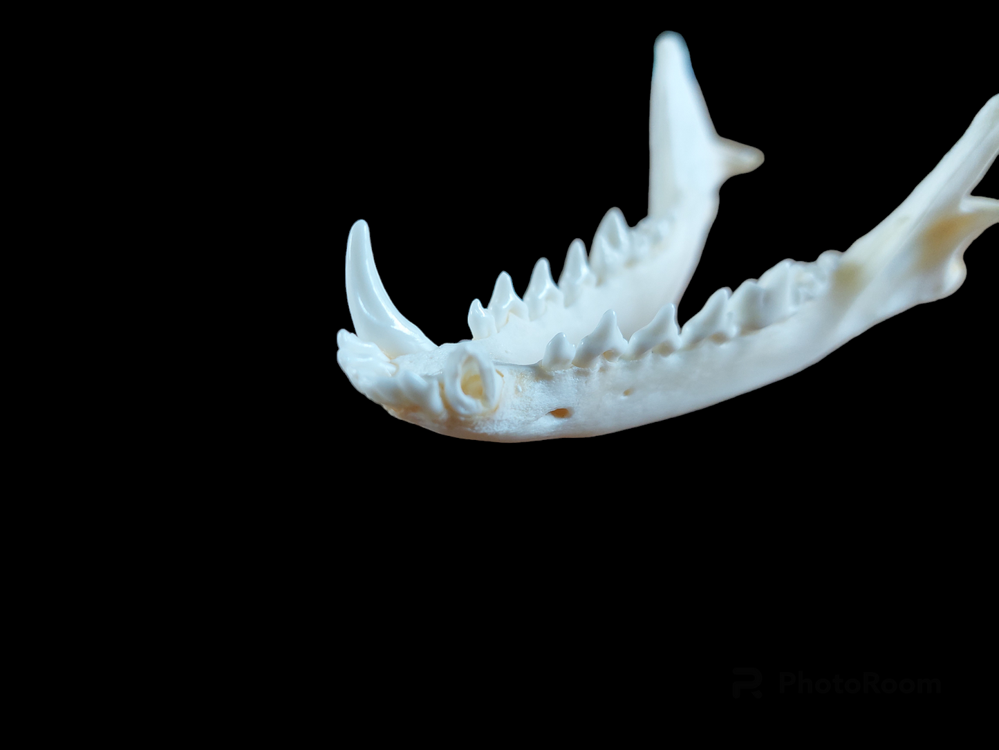 Fox skull #8, B-quality