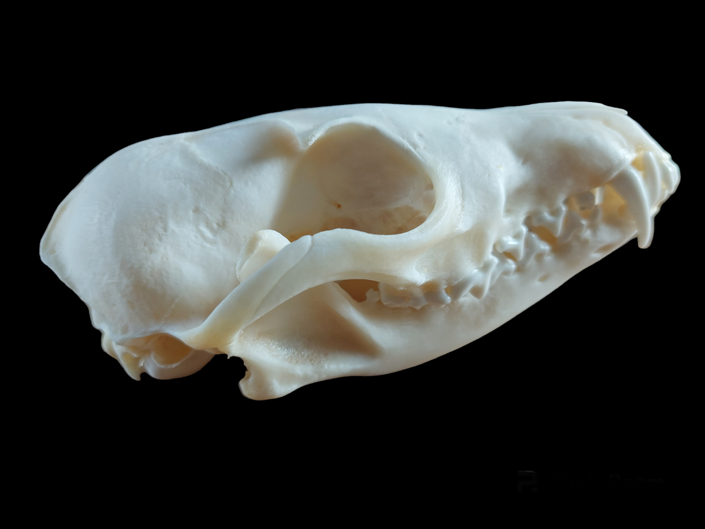Fox skull #9