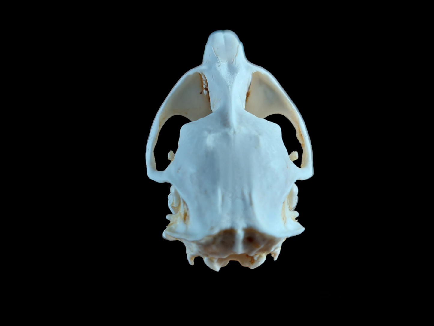 Musk rat set in glass jar