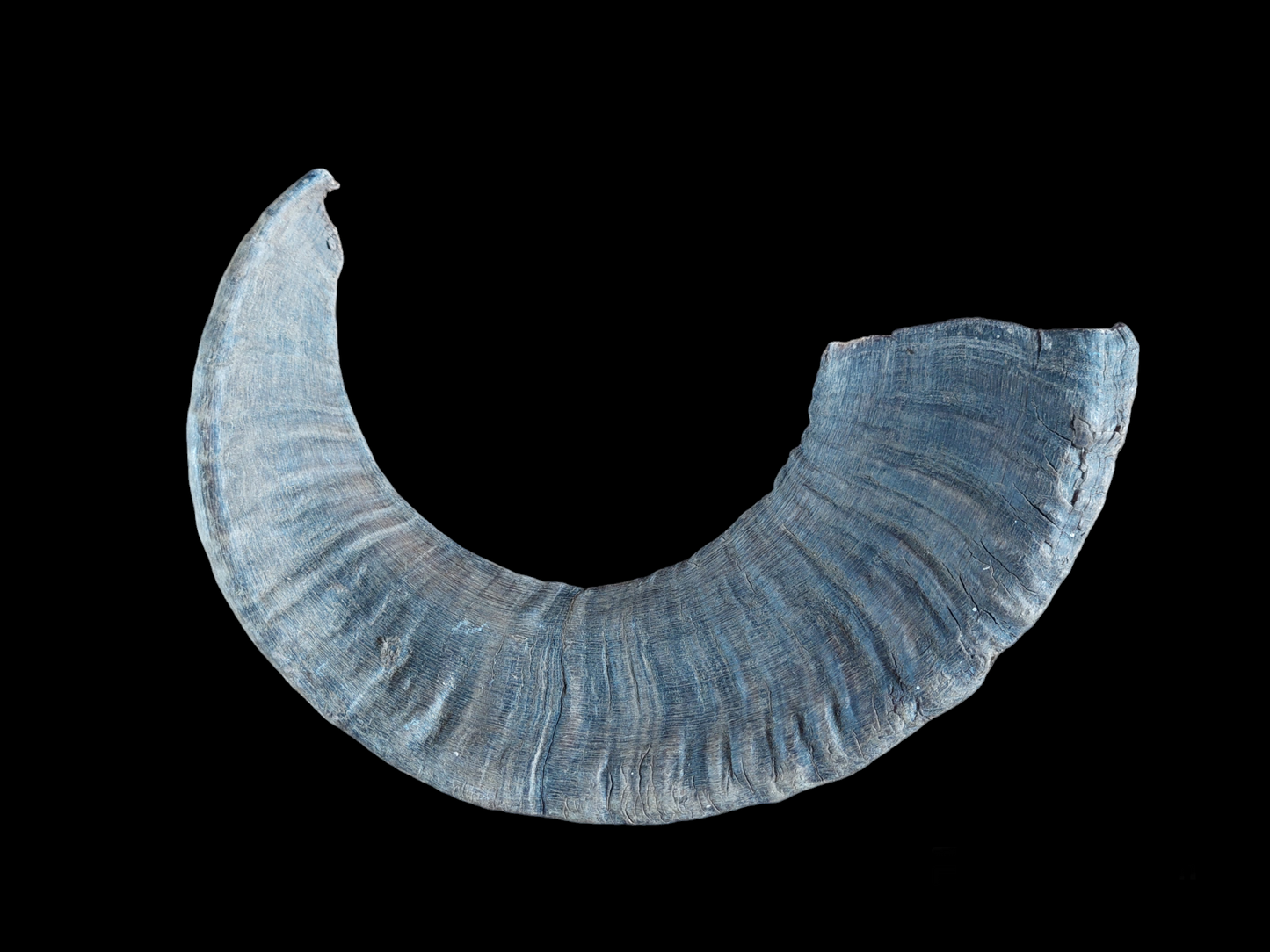 Muflon horn