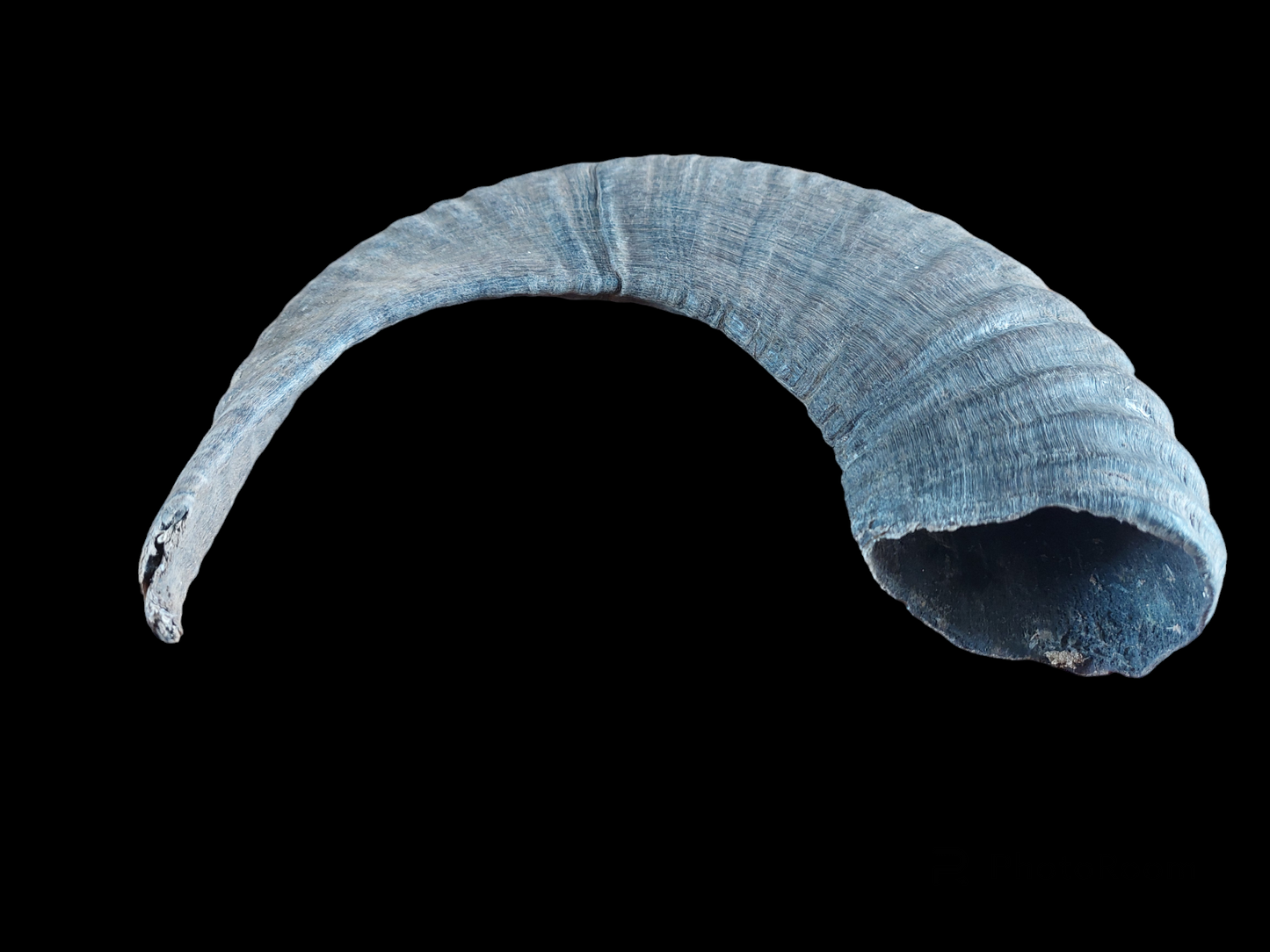 Muflon horn