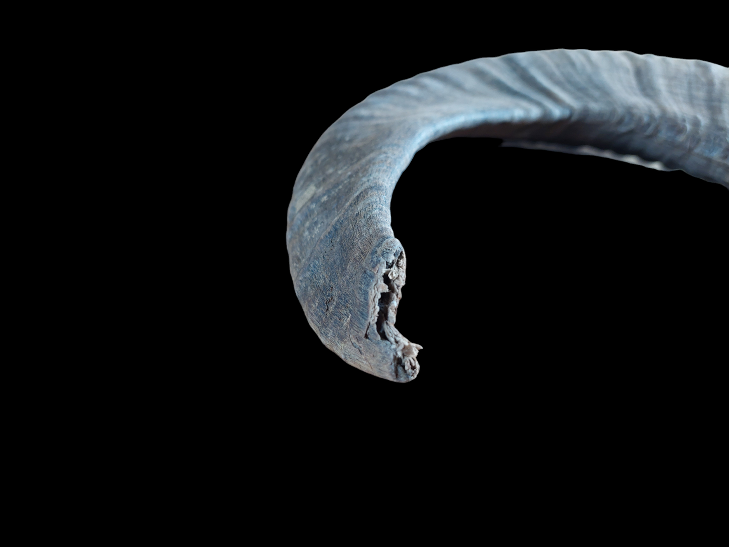 Muflon horn
