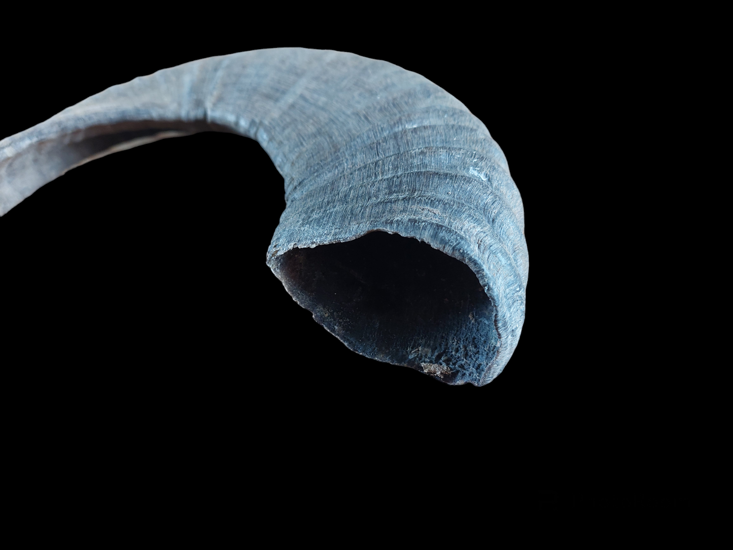 Muflon horn
