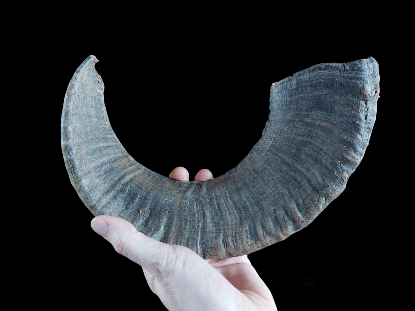 Muflon horn