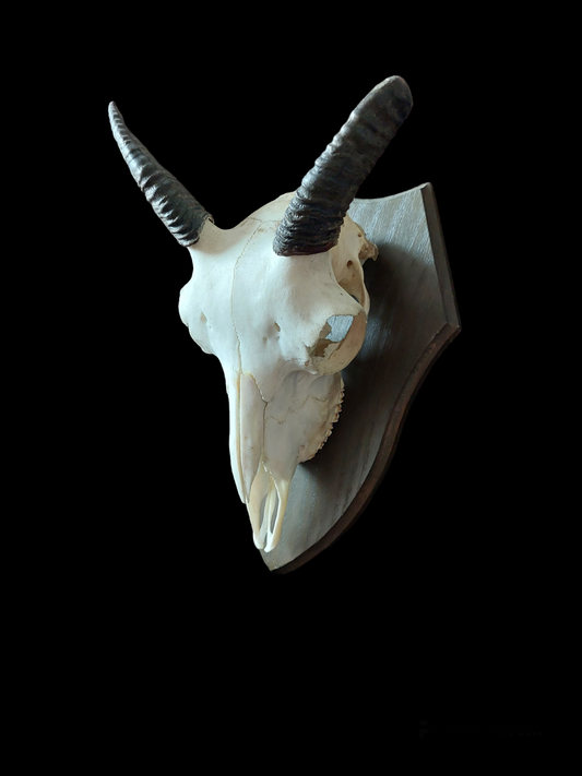Muflon upper skull