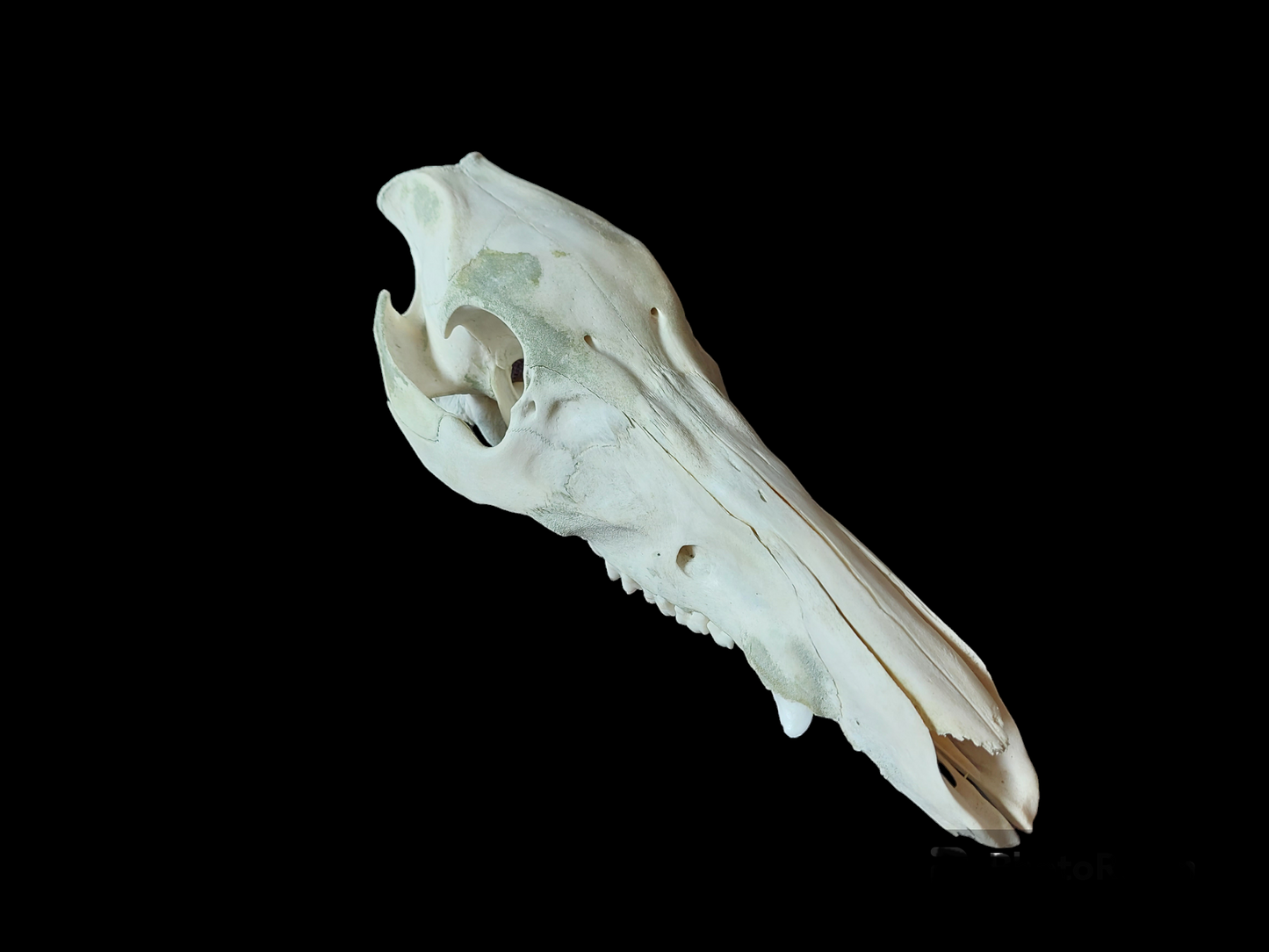 Wild boar upper skull