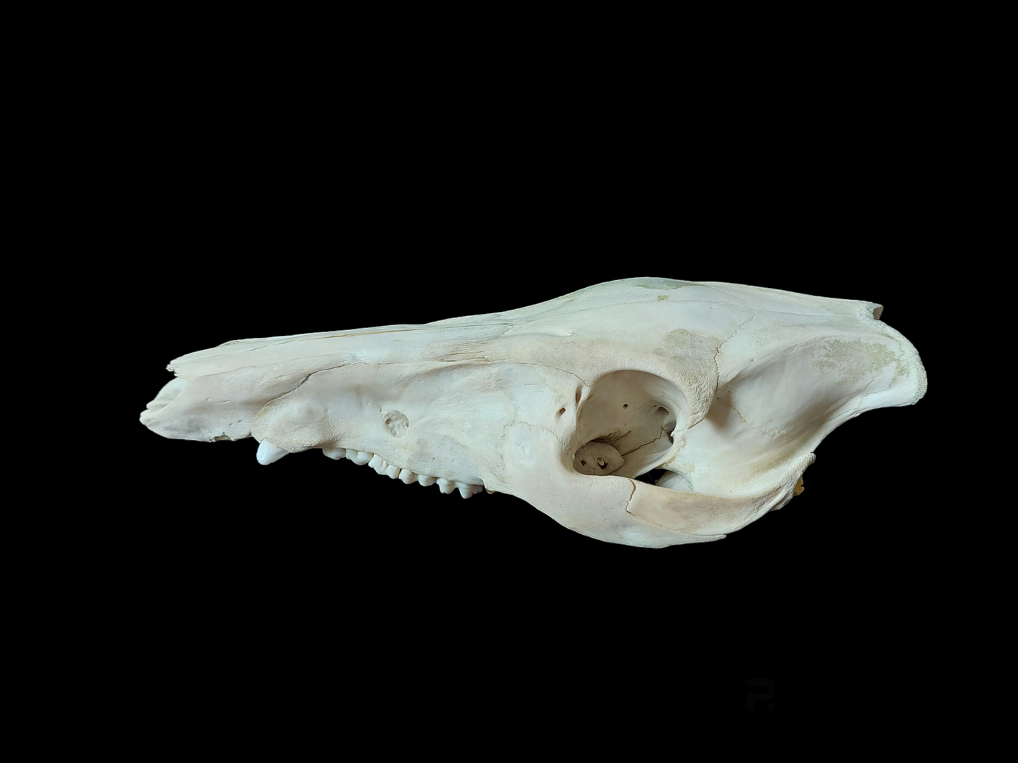 Wild boar upper skull
