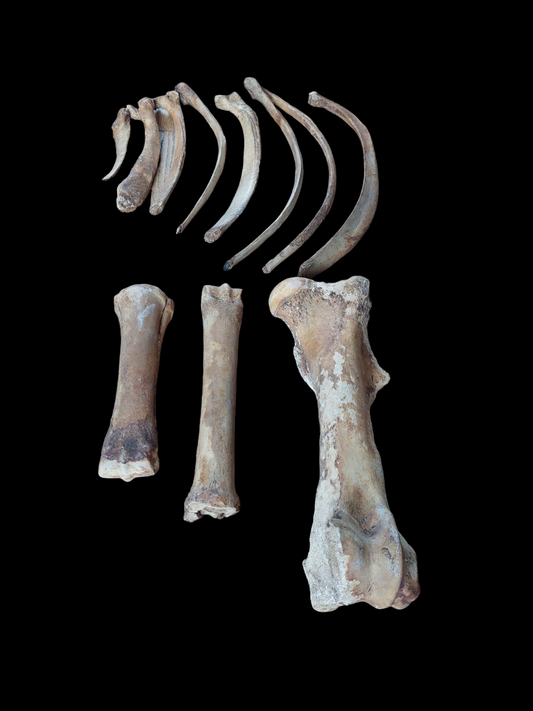 Horse bones
