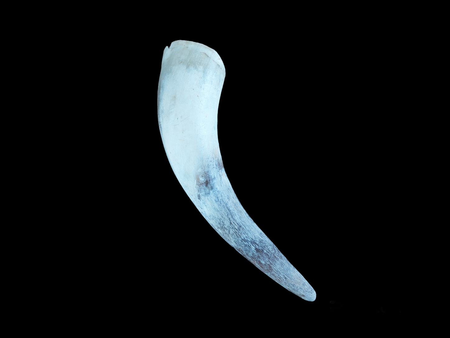 Cow horn