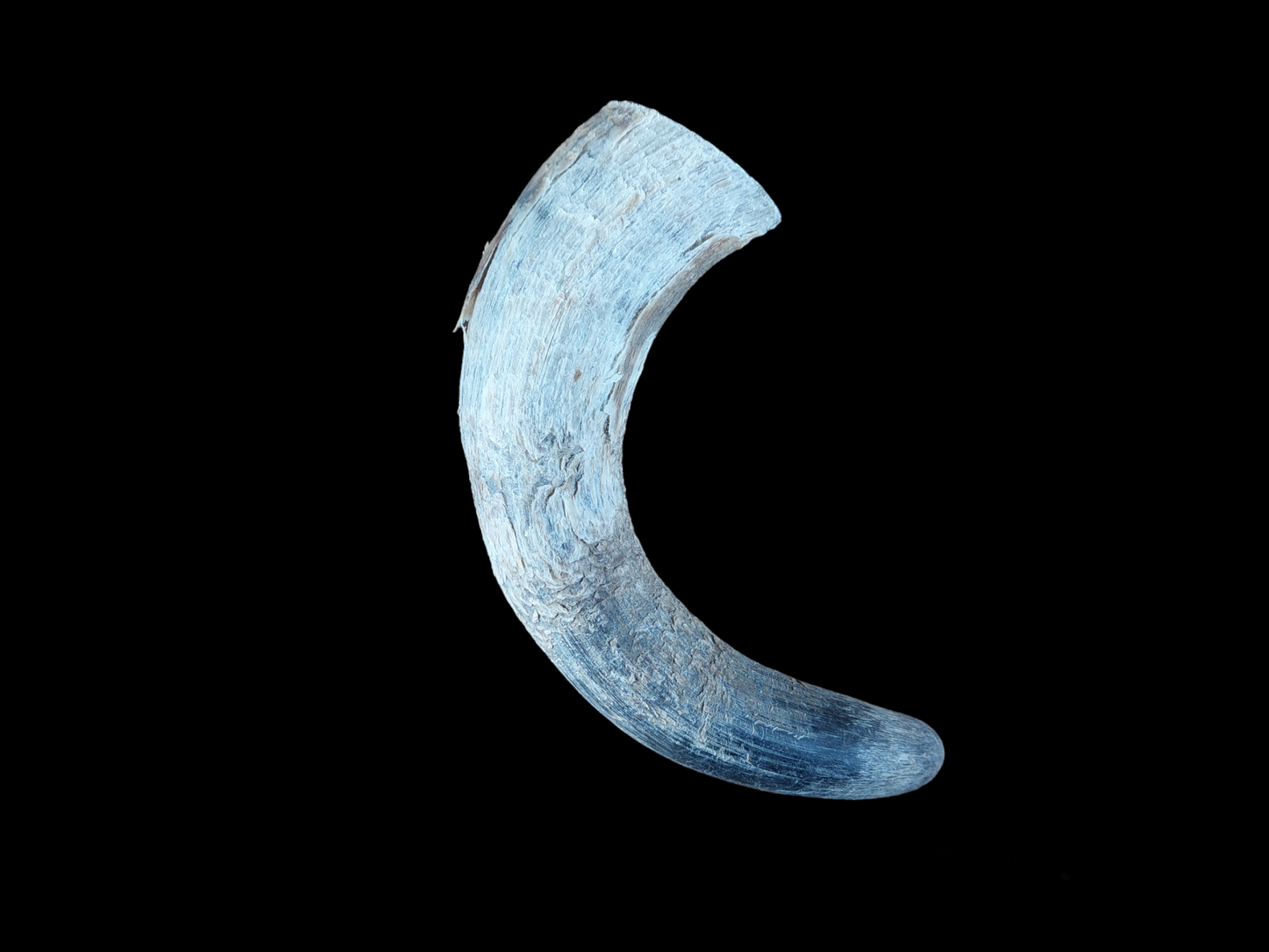 Cow horn