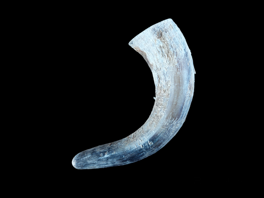 Cow horn