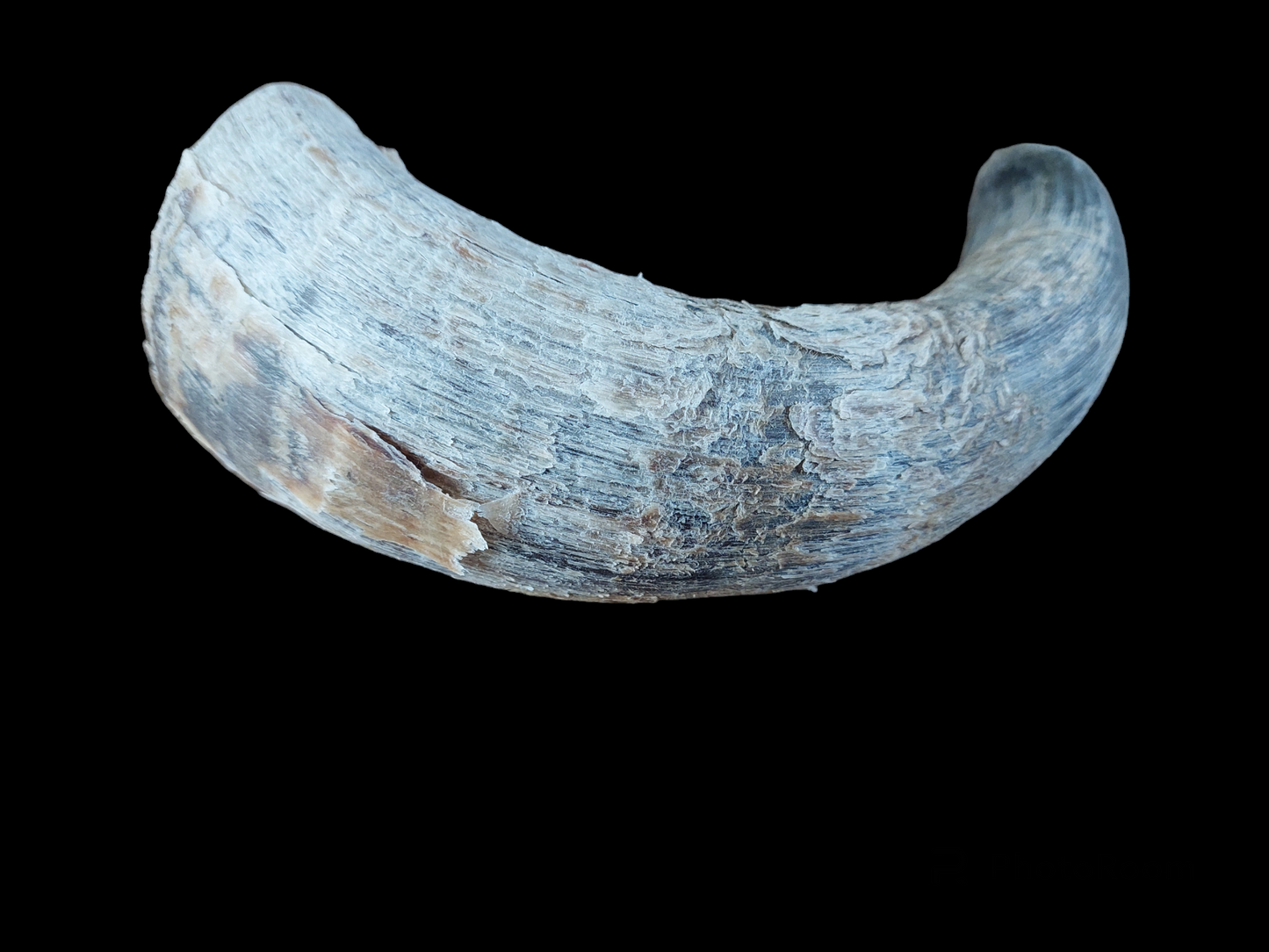 Cow horn